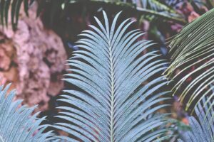 Foglie di Cycas ingiallite a macchie, sintomo di carenza di manganese.